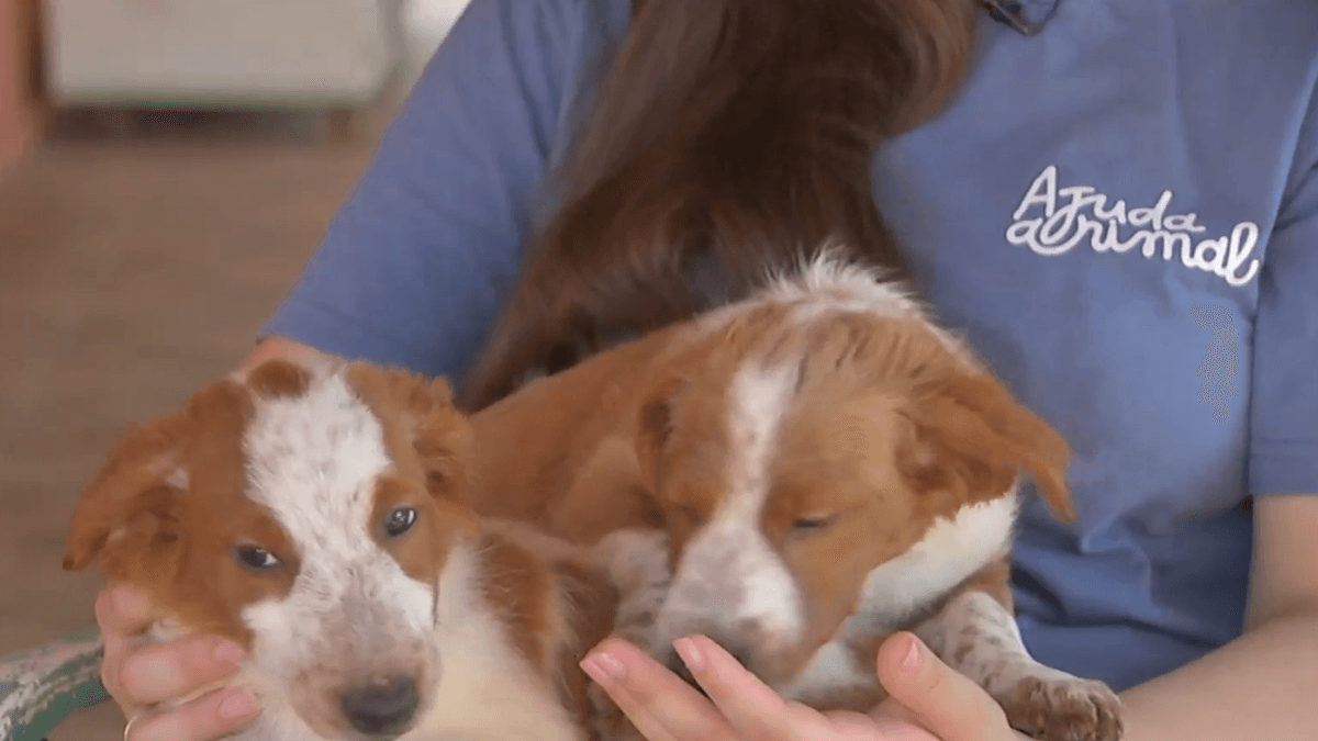 Abandono de animais dispara no final de ano; pena é de até cinco anos
