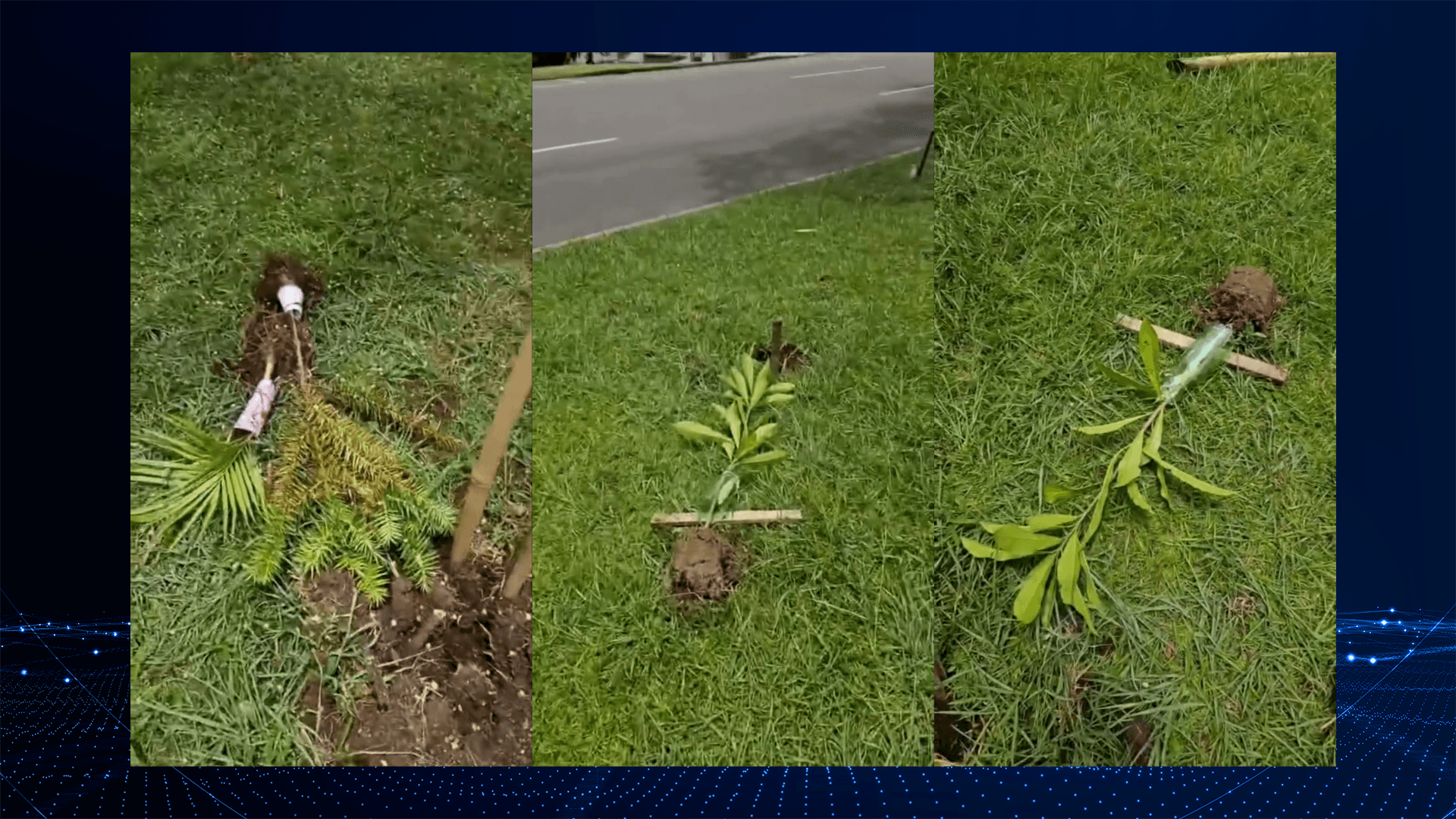 Vandalismo destrói mudas na Av. Nossa Senhora da Luz, em Curitiba