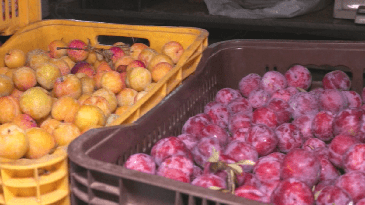 Clima favorece safra de frutas no RS e impulsiona consumo no verão