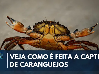 Captura de caranguejo segue regras rígidas no litoral do Paraná