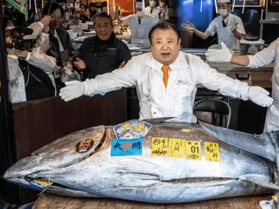 Atum gigante do Japão chega a 15 milhões de reais