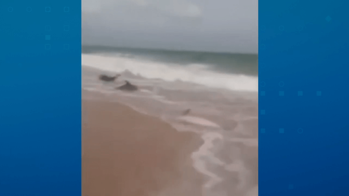 Vídeo: grupo de golfinhos encalha em praia de Natal (RN)