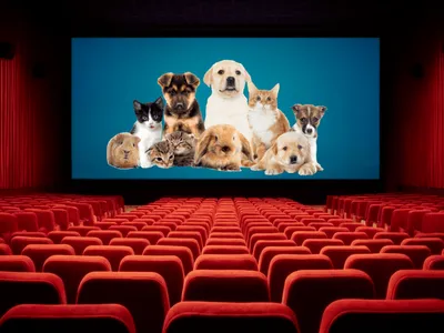 Cinemas da China permitem que donos levem pets e lotam sessões de animação