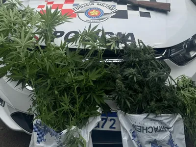 Homem é detido com 10 pés de maconha em estabelecimento de Rio Claro