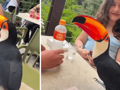 Tucano invade mesa de almoço de turistas no interior de São Paulo