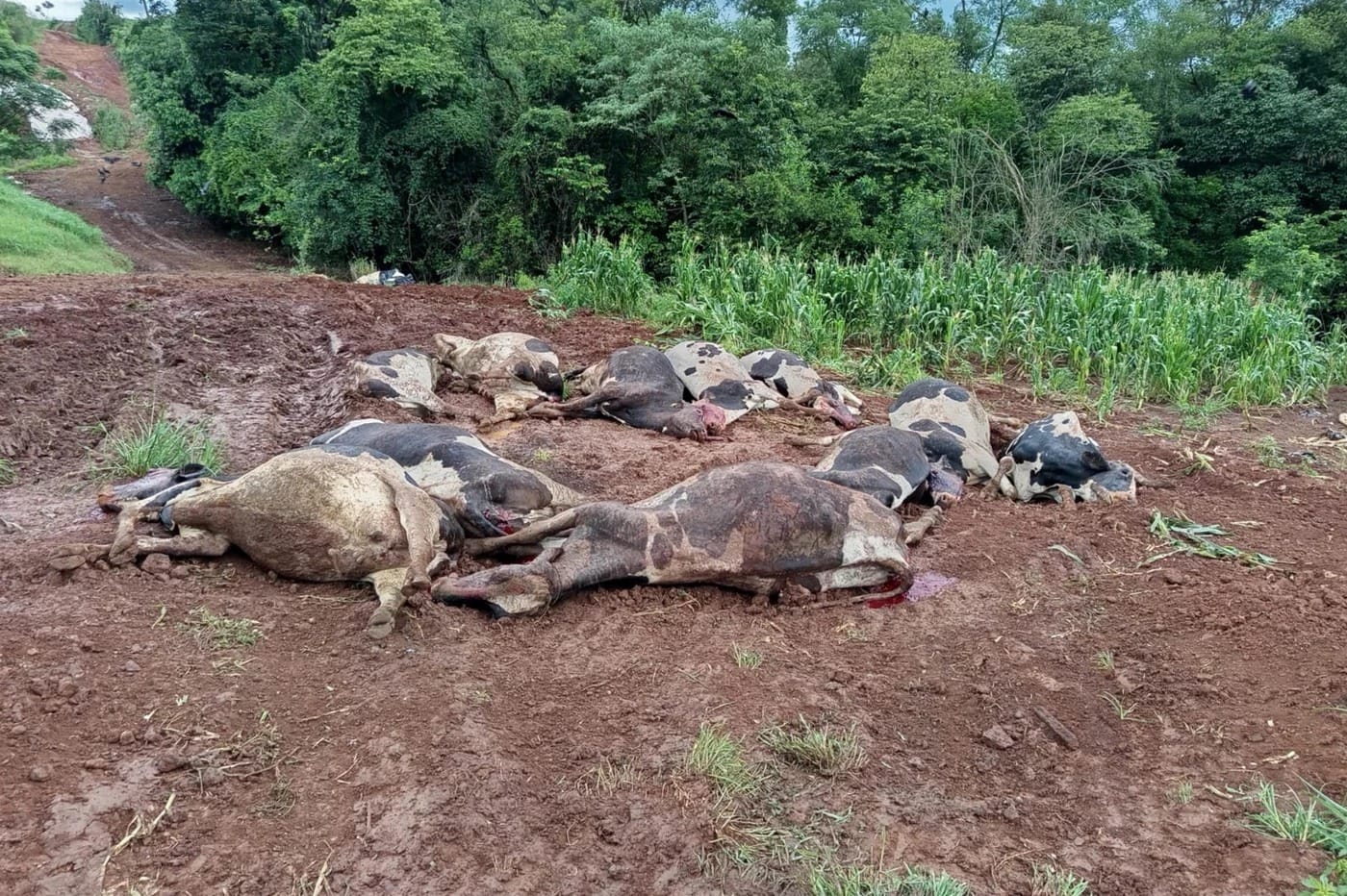 Produtores perdem 48 vacas em 1 hora no RS; prejuízo supera R$ 600 mil