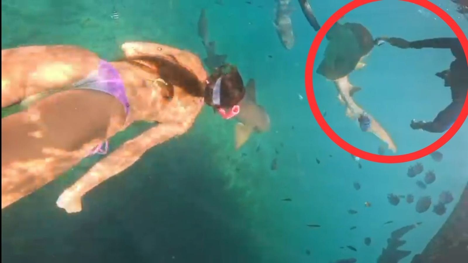 Vídeo mostra tubarão sendo atacado por guia antes de turista ser mordida