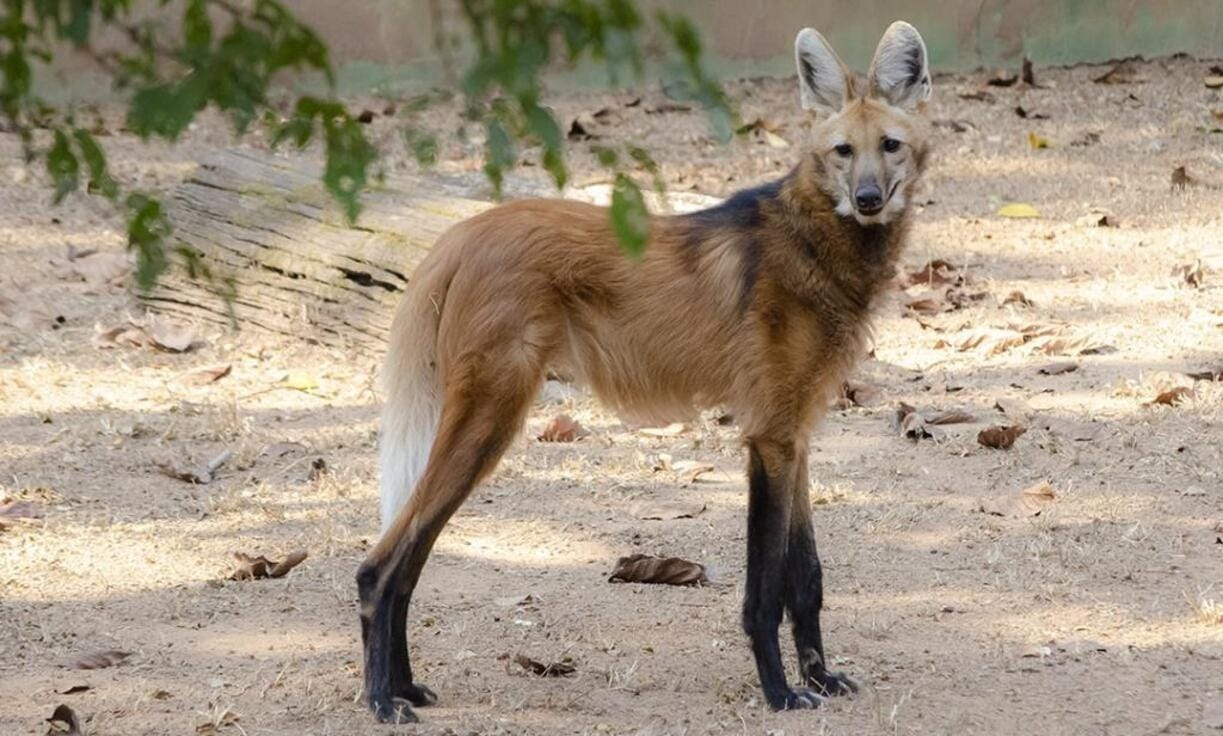 Lobo-guará resgatado em área urbana da Bahia é devolvido à natureza