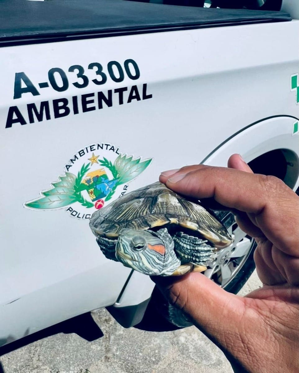 Polícia Ambiental faz operação contra posse irregular de animais silvestres