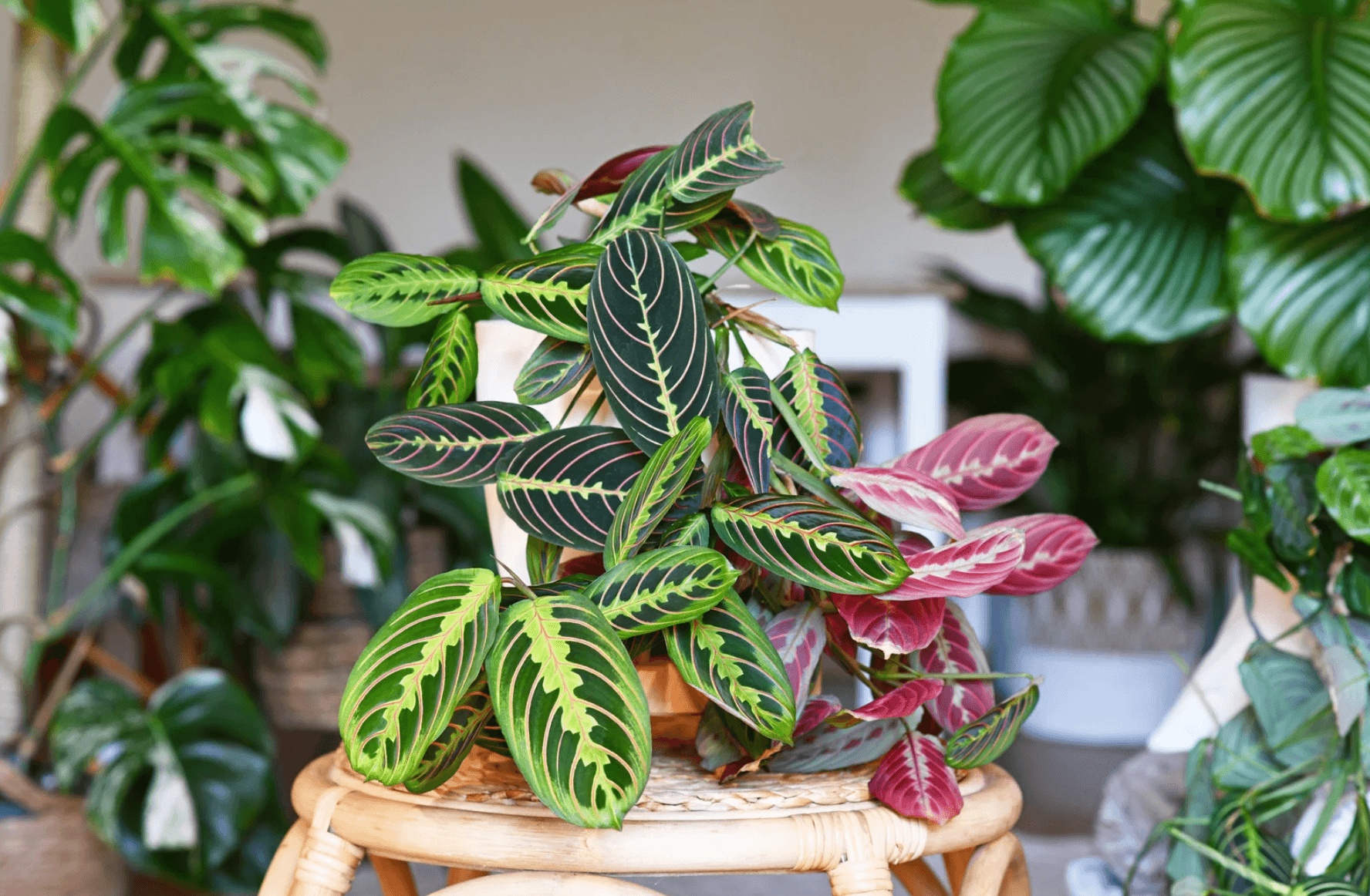 Como escolher plantas para casas pequenas e acertar na luz ideal