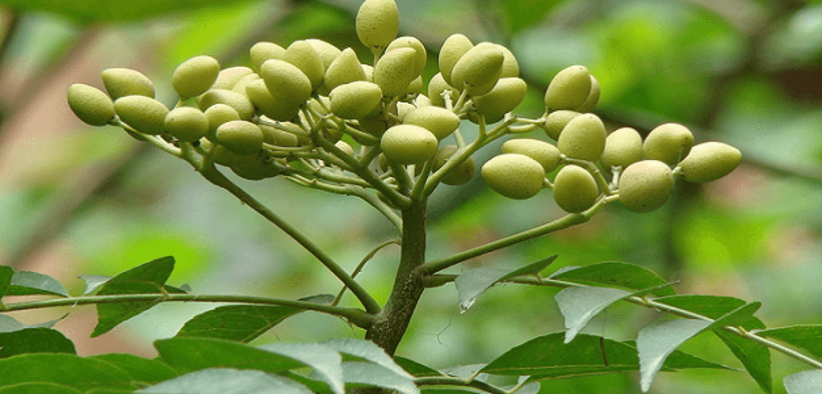 Neem: planta indiana surge como aliada natural no combate à dengue