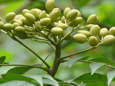 Neem: planta indiana surge como aliada natural no combate à dengue