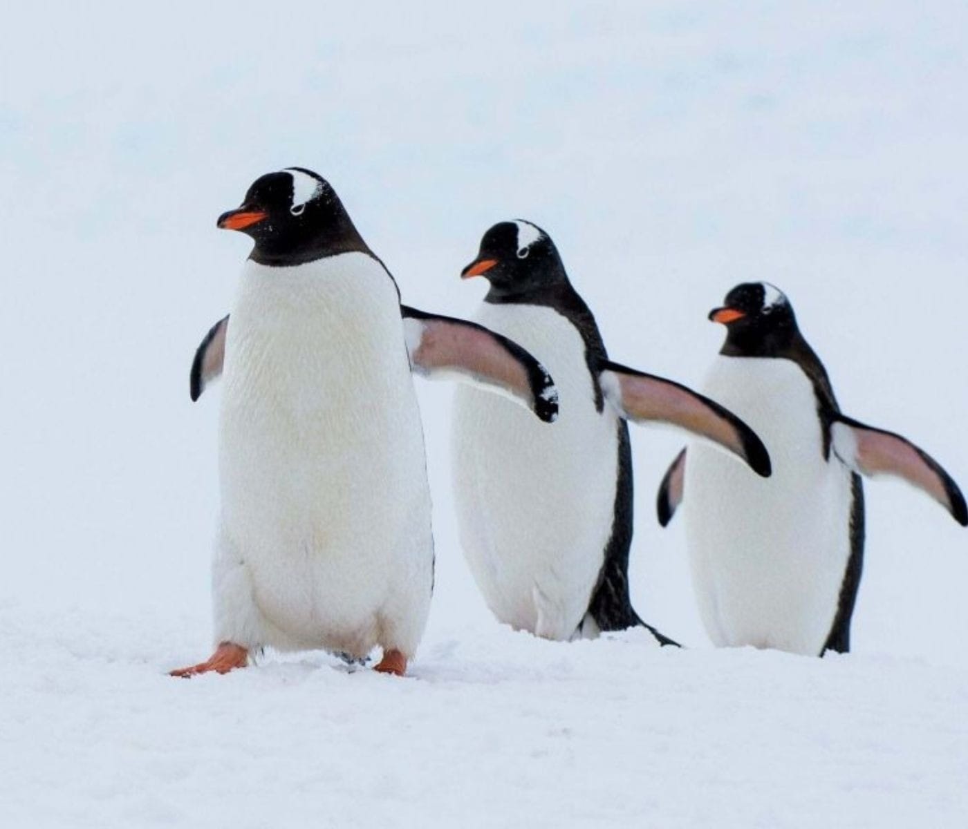 Mudança climática antecipa até 24 dias reprodução de pinguins na Antártica
