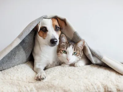 Campinas realiza mutirão de castração gratuita de cães e gatos