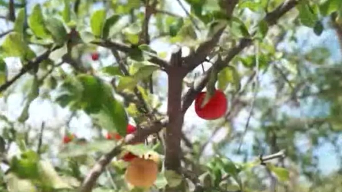 Fazenda no Ceará produz frutas sustentáveis com tecnologias da natureza