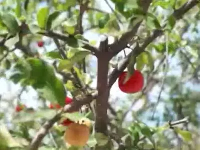 Fazenda no Ceará produz frutas sustentáveis com tecnologias da natureza