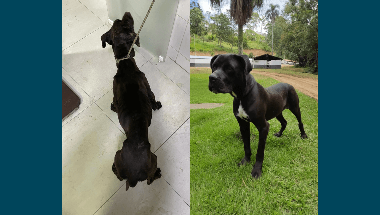 Cão resgatado após ser locado como 'segurança' em Sorocaba está para adoção