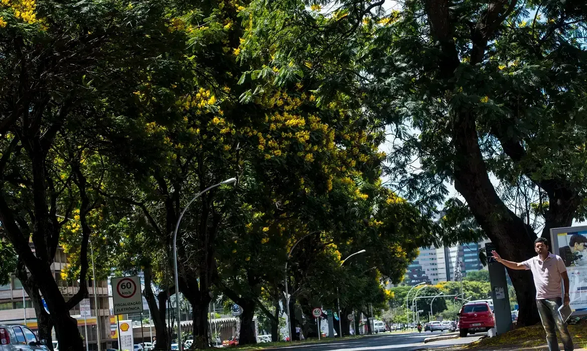 Prefeitura avalia aplicação de nova lei de poda de árvores em São Paulo