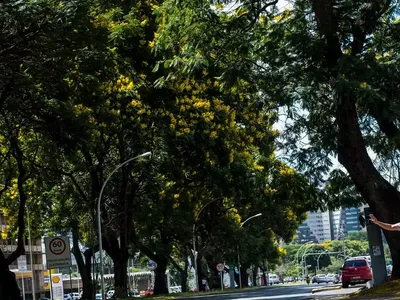 Prefeitura avalia aplicação de nova lei de poda de árvores em São Paulo