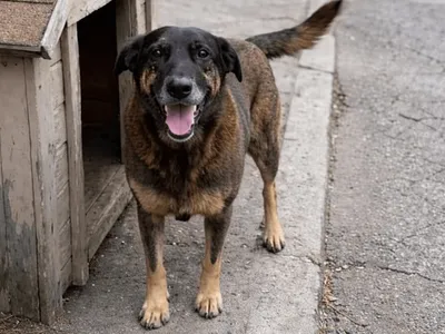 Mônica Bergamo: Laudo do cão Orelha não aponta fraturas por ação humana
