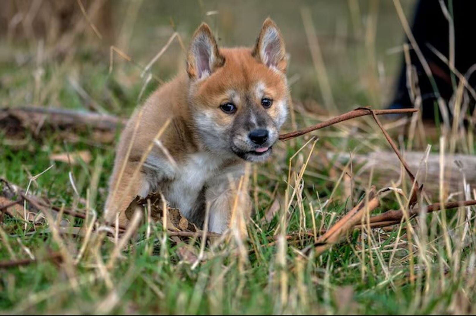 Austrália ordena sacrifício de dingos após morte de turista em ilha