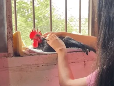 Família de Tremembé (SP) tem um galo como animal de estimação; veja mais