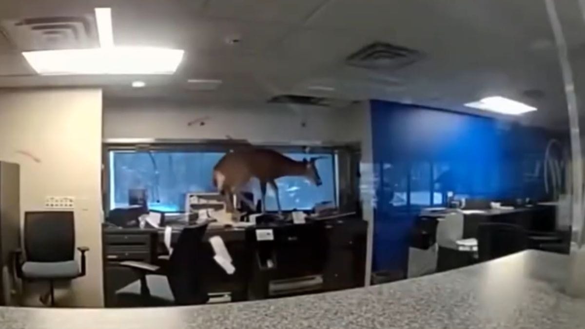 Veado invade banco em Nova York e mobiliza policiais após quebrar janela