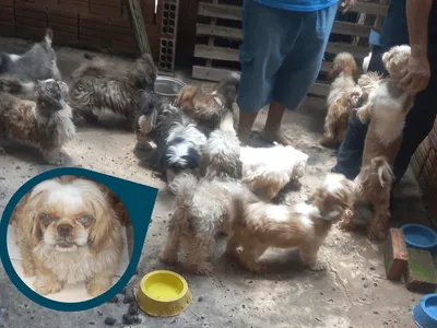 Responsável por canil clandestino é preso por maus-tratos de cães