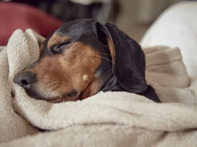 Governo sanciona lei que define regras para “guarda compartilhada” de pets