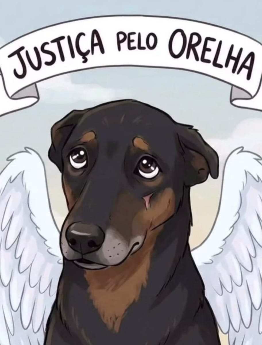 Caso Orelha: veja o passo a passo da investigação que apura morte do cão