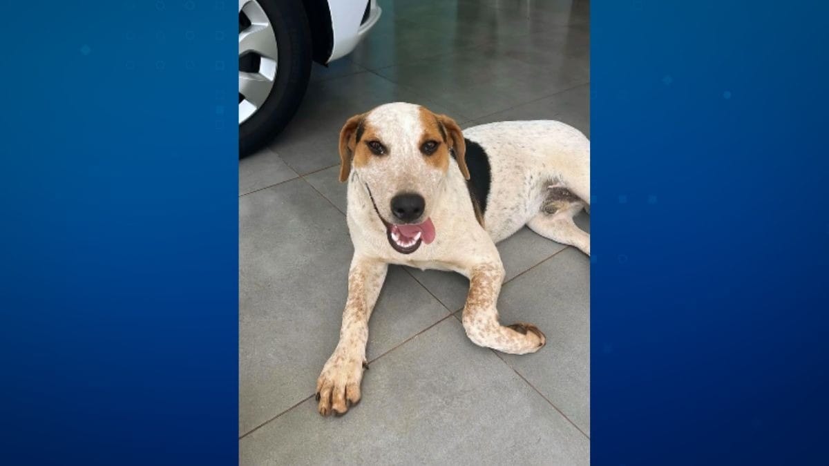Cachorro comunitário Abacate morre após ser baleado em Toledo, no Paraná