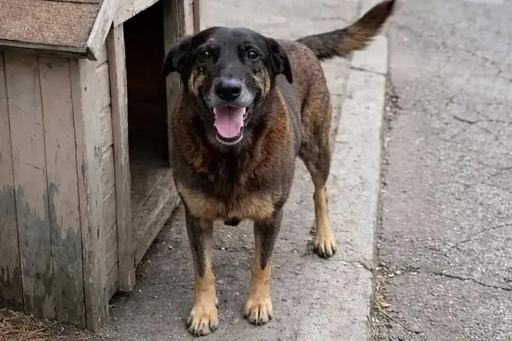 Caso Orelha reacende debate sobre punição por maus-tratos a animais