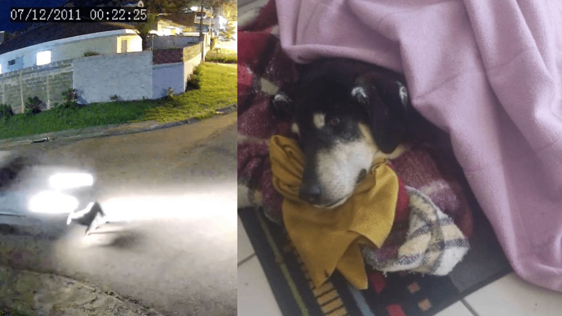 Cão comunitário idoso é atropelado e motorista foge em Almirante Tamandaré