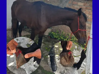 Homem é detido por maus-tratos após ser flagrado com cavalo ferido em Cunha