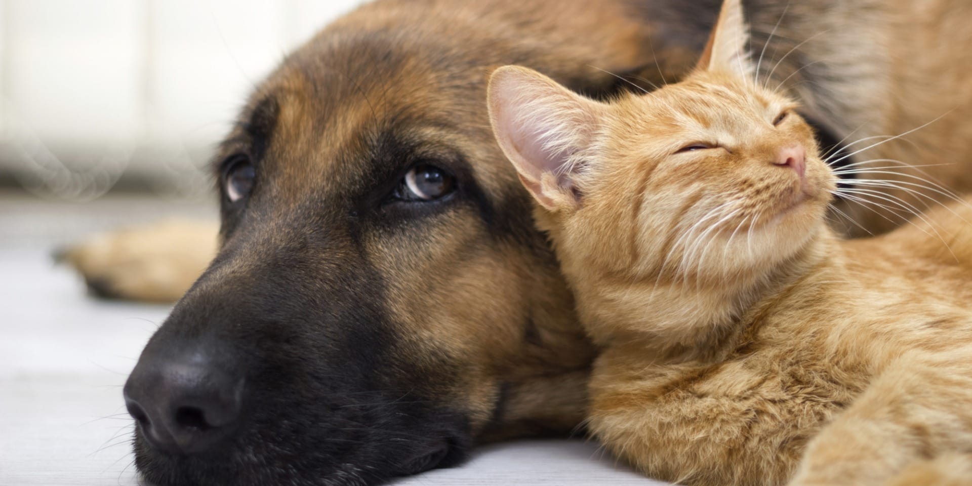 Brasil tem recorde de denúncias de violência contra animais