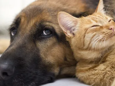 Brasil tem recorde de denúncias de violência contra animais