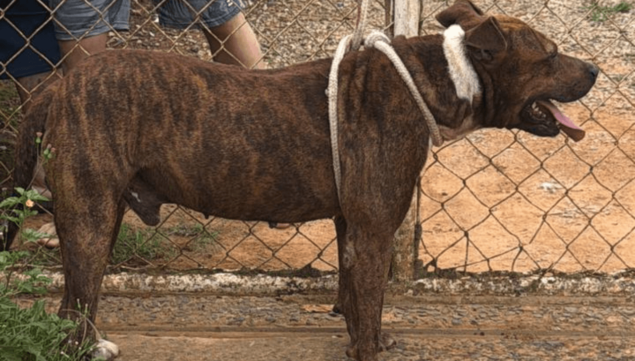 O cão foi contido por populares