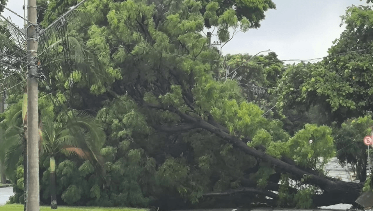 Árvore caiu em cima da fiação elétrica, em Campo Limpo Paulista