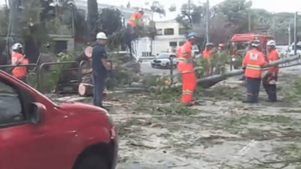 Queda de árvore atinge veículos na Avenida Ibirapuera, em São Paulo