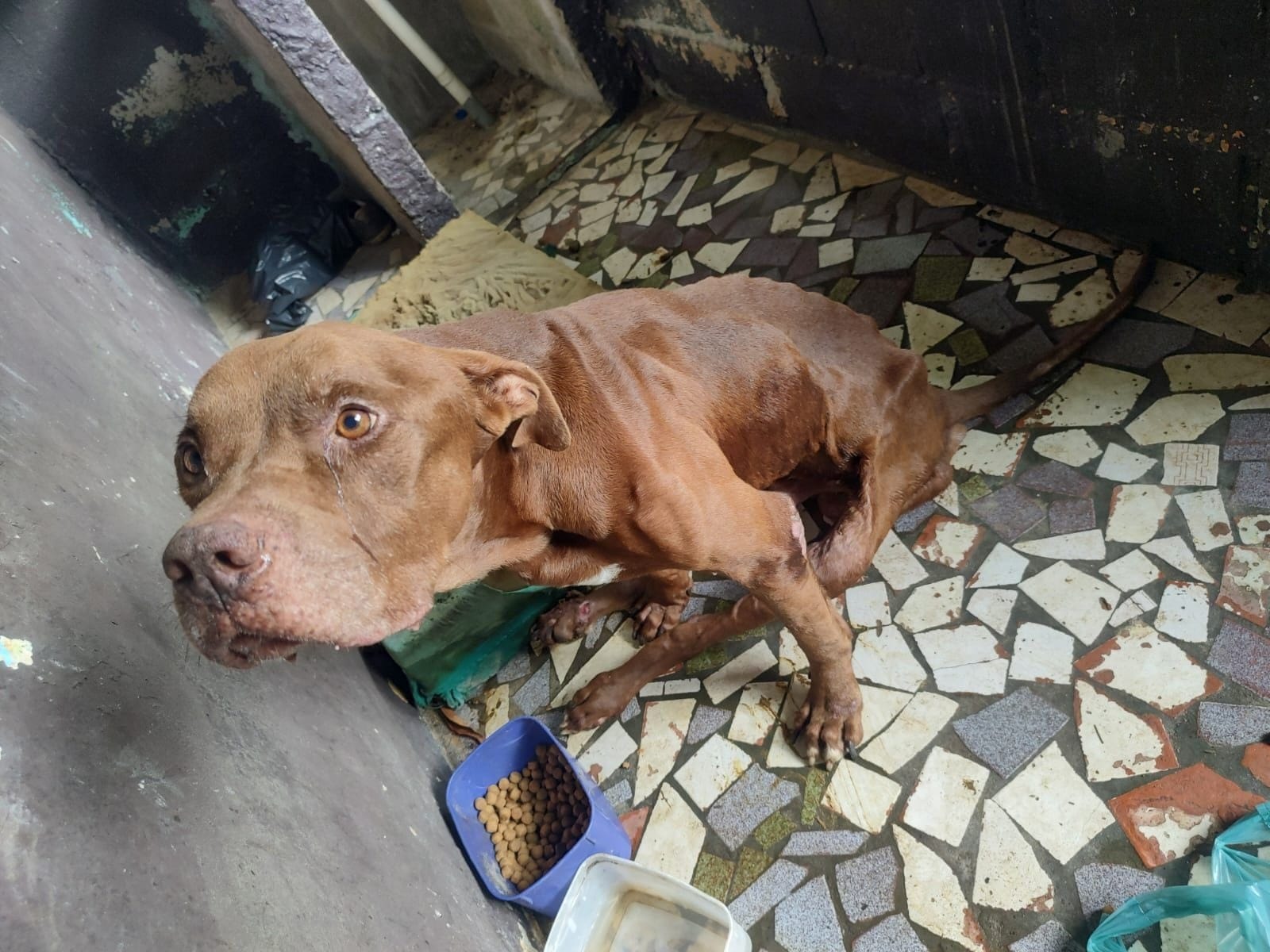 Ataques de pit bull em sequência reacendem debate por lei mais dura a donos