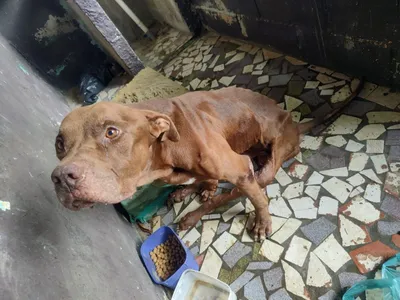 Ataques de pit bull em sequência reacendem debate por lei mais dura a donos