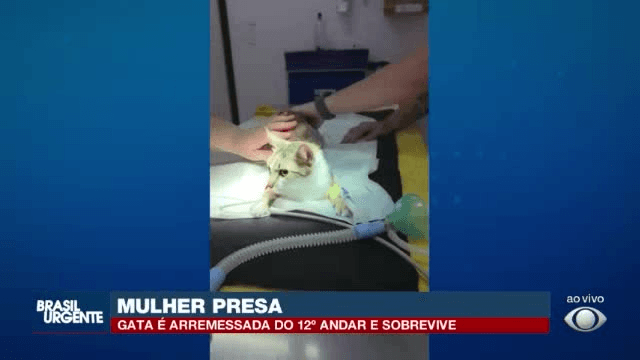 Mulher é presa após arremessar gata do 12º andar em Curitiba