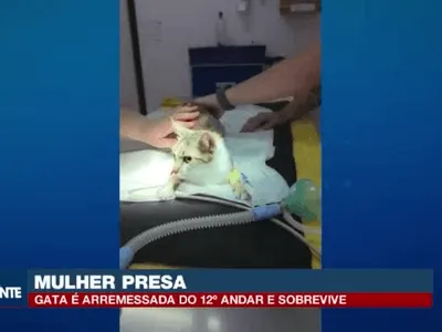 Mulher é presa após arremessar gata do 12º andar em Curitiba