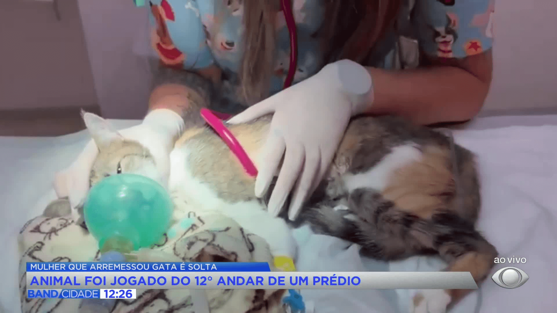 Mulher que jogou gata do 12º andar em Curitiba é solta