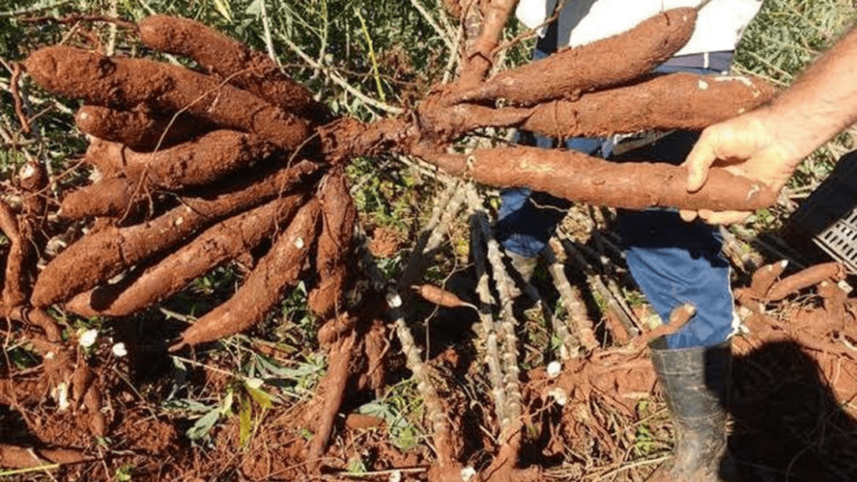Preço da raiz de mandioca sobe no início de fevereiro após queda
