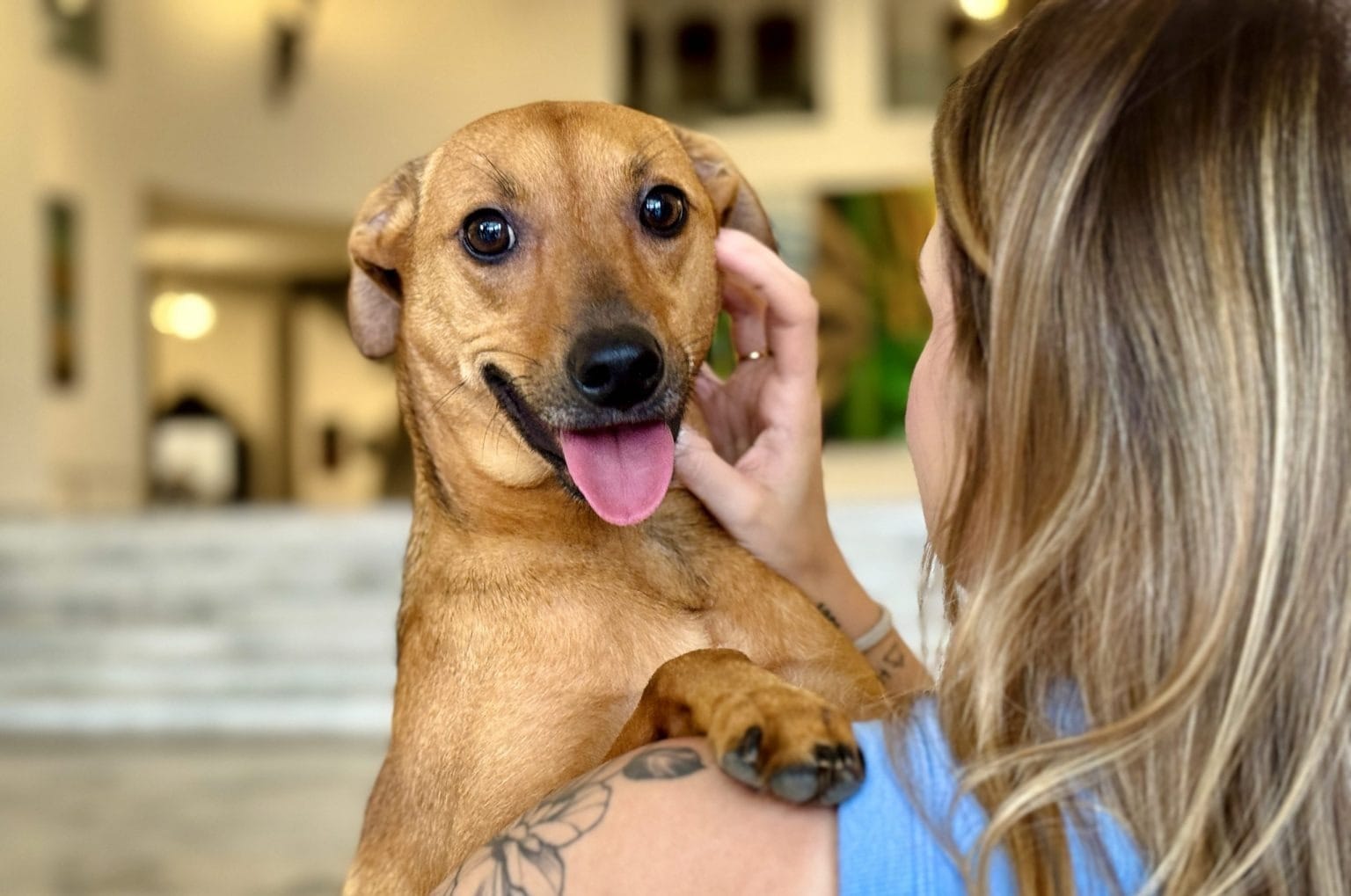 Animais de estimação poderão ser enterrados junto de familiares em SP