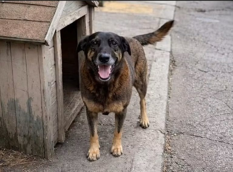 MP pede exumação do cão Orelha e aponta falhas na investigação