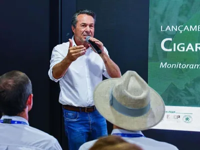 Paraná lança plataforma para mapear cigarrinha-do-milho no campo