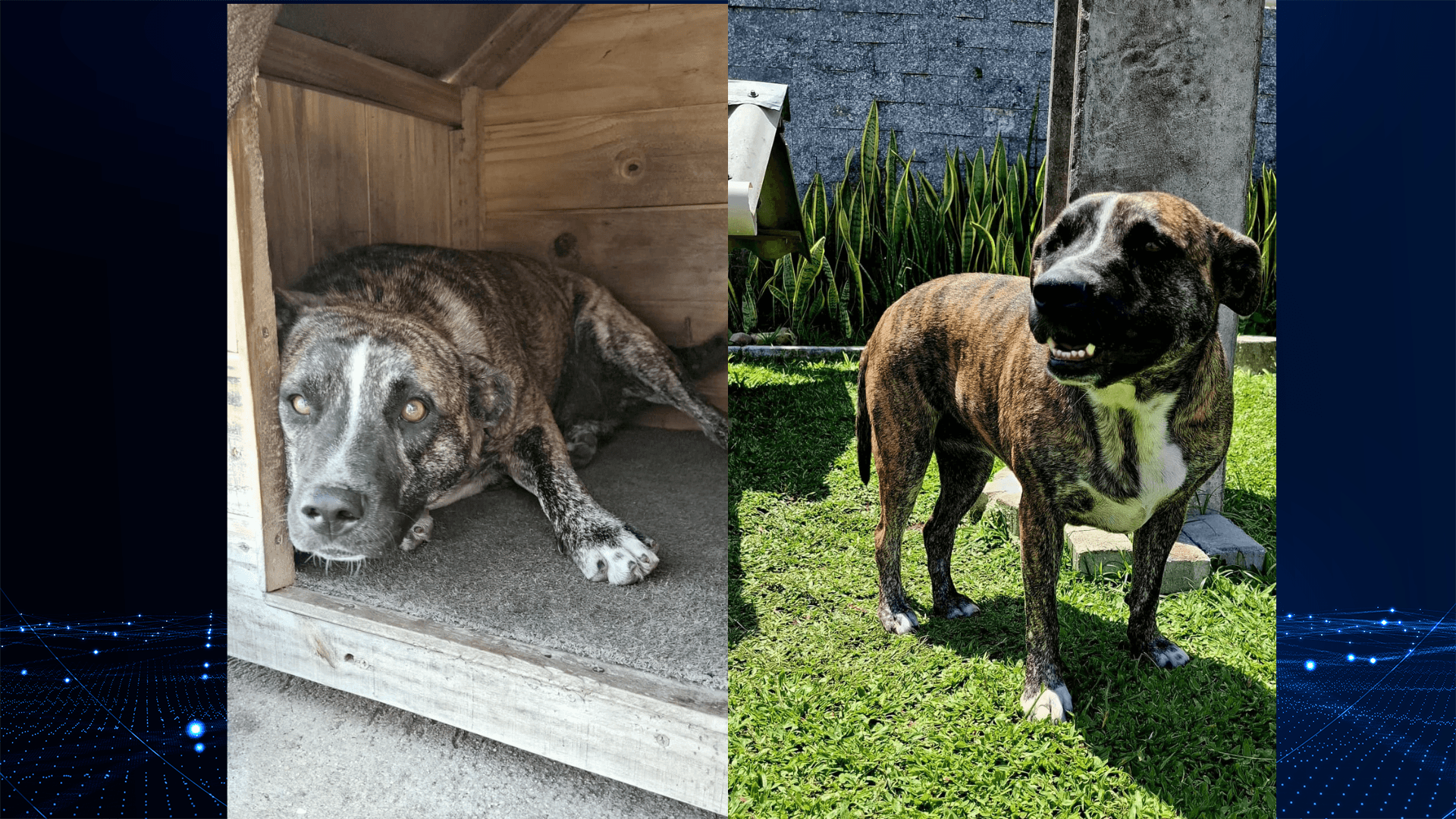 Motorista atropela cachorra e foge sem prestar socorro em Curitiba