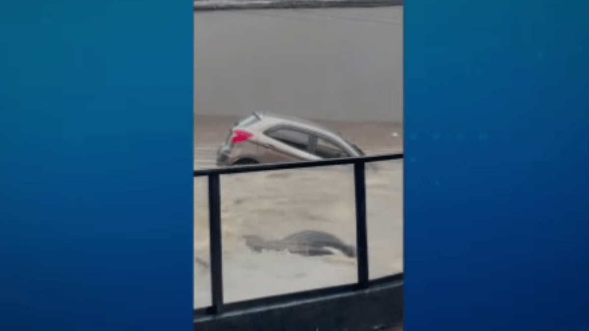 Temporal causa alagamentos e derruba dezenas de árvores em São Paulo (SP)